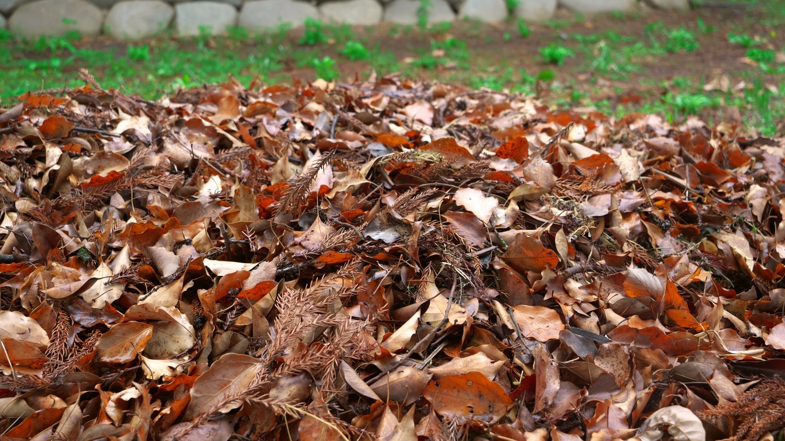 Soil regenerated dead leaf mulch. Close-up of a thick layer of dry leaves from various plants lying on the soil. The leaves come in a variety of shapes from oval to lobed and in different shades of gold and brown.