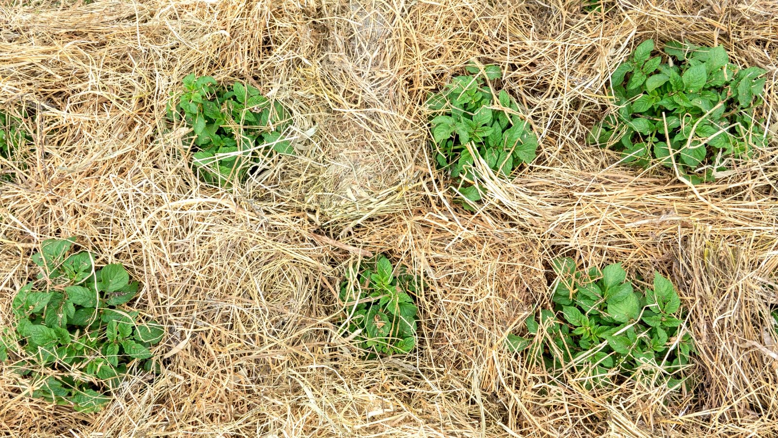 Close-up of young potato bushes mulched with straw. Potato bushes feature lush, green foliage with deeply lobed leaves that emerge from thick, upright stems.