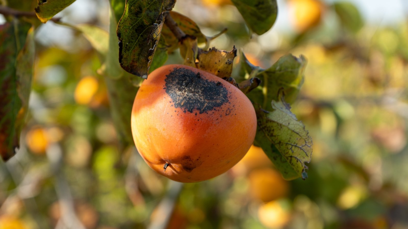 Leaves display dark, irregular spots with shriveled, sunken patches on ripening fruits.
