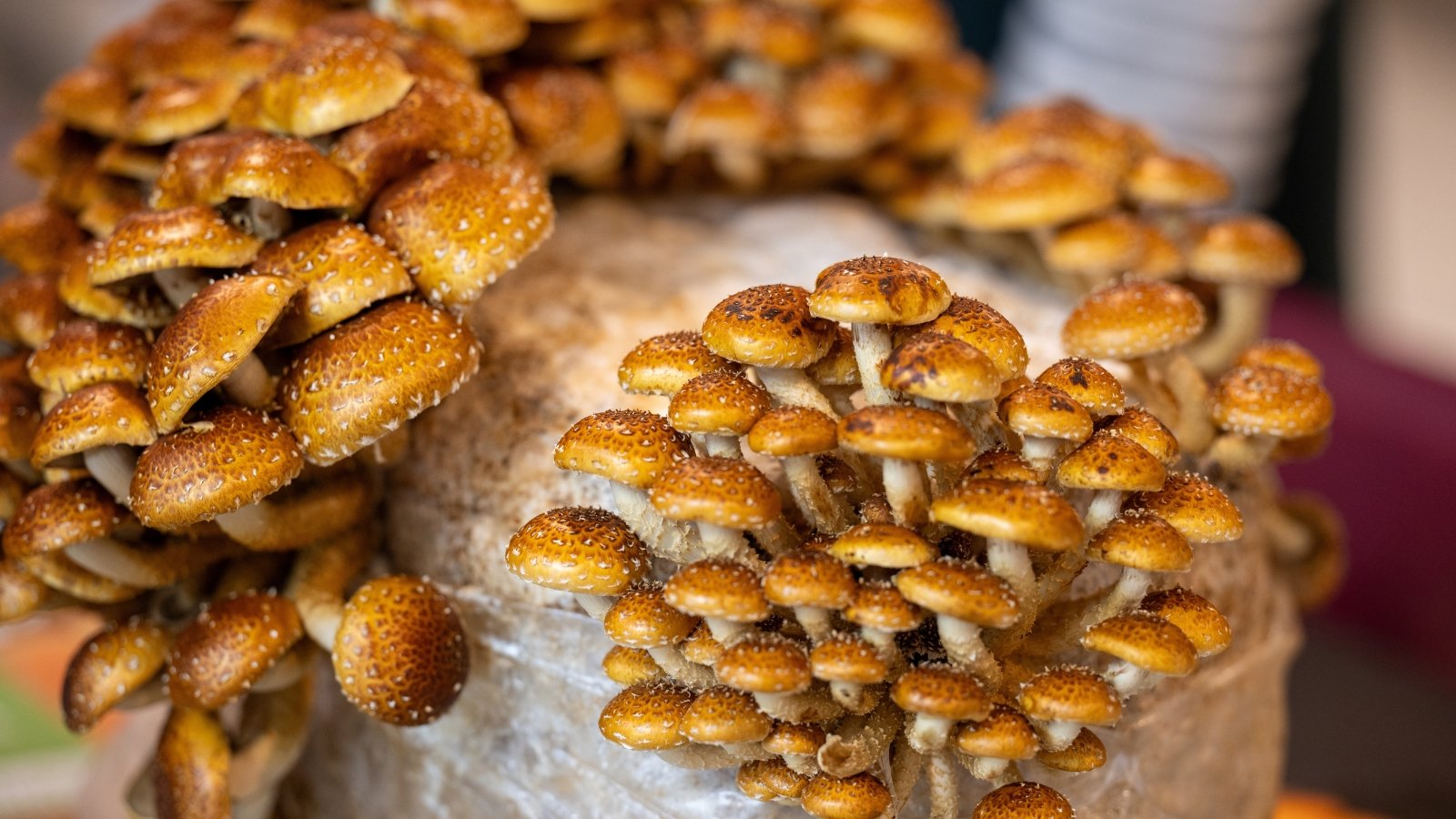 Small, smooth, brown caps with white stems grow in clusters, forming a neat arrangement on a substrate.
