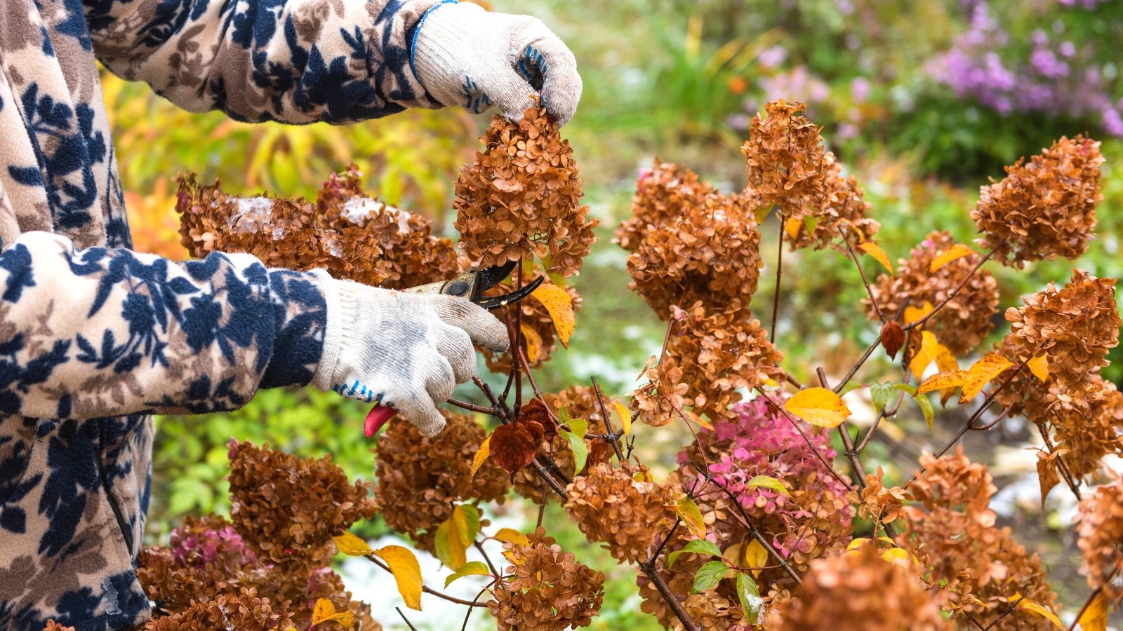 A gloved gardener uses pruners to snip off old, brown panicle flower blooms.