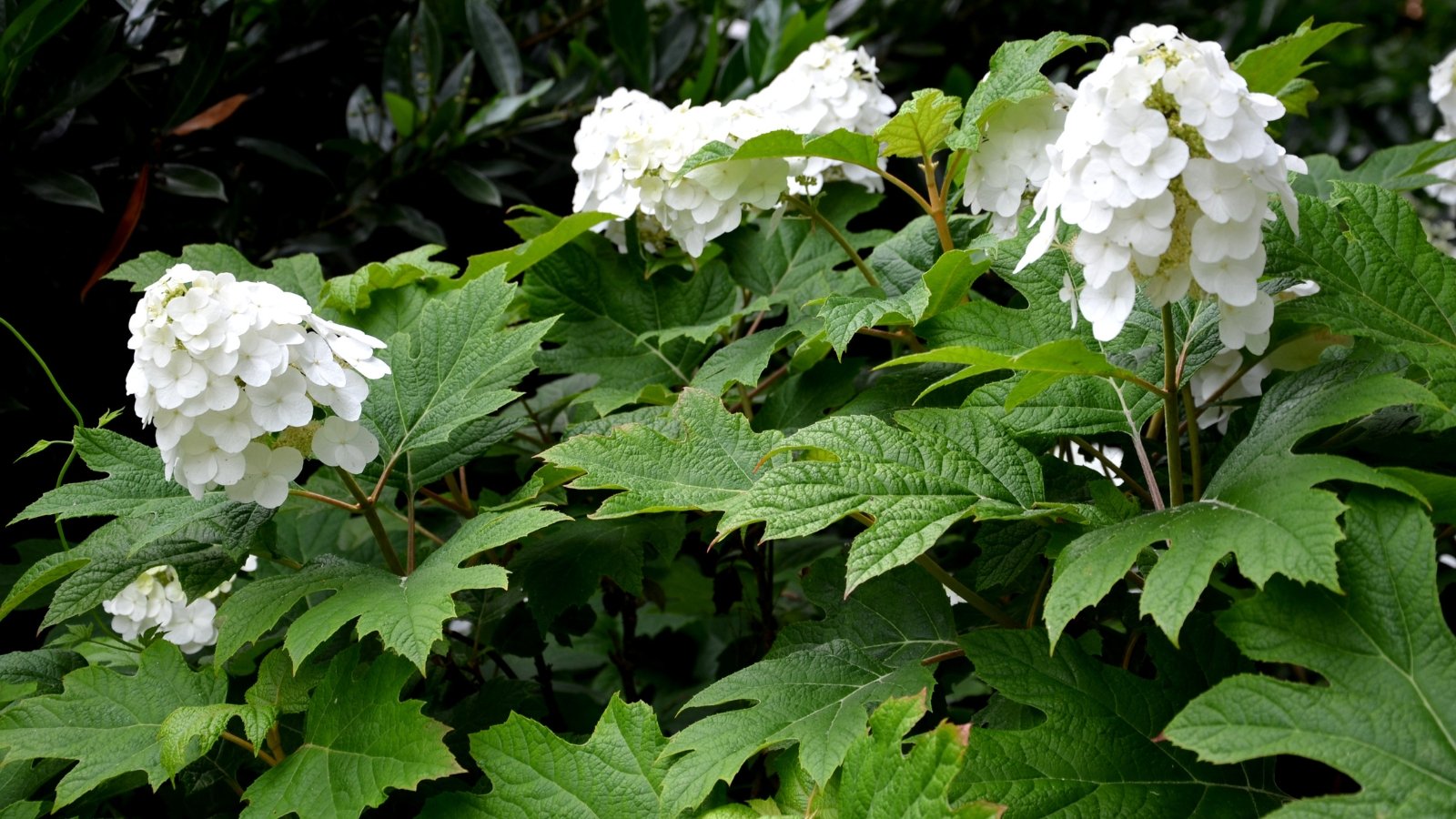 Hydrangea quercifolia ‘Pee Wee’