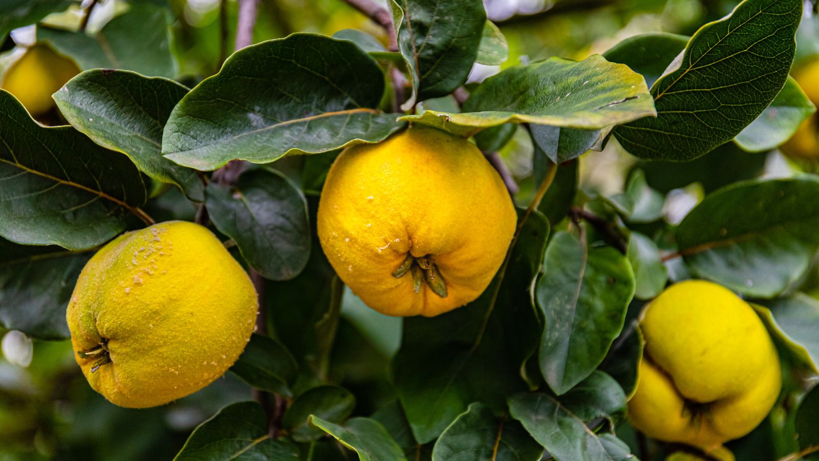 How and When to Harvest Quince