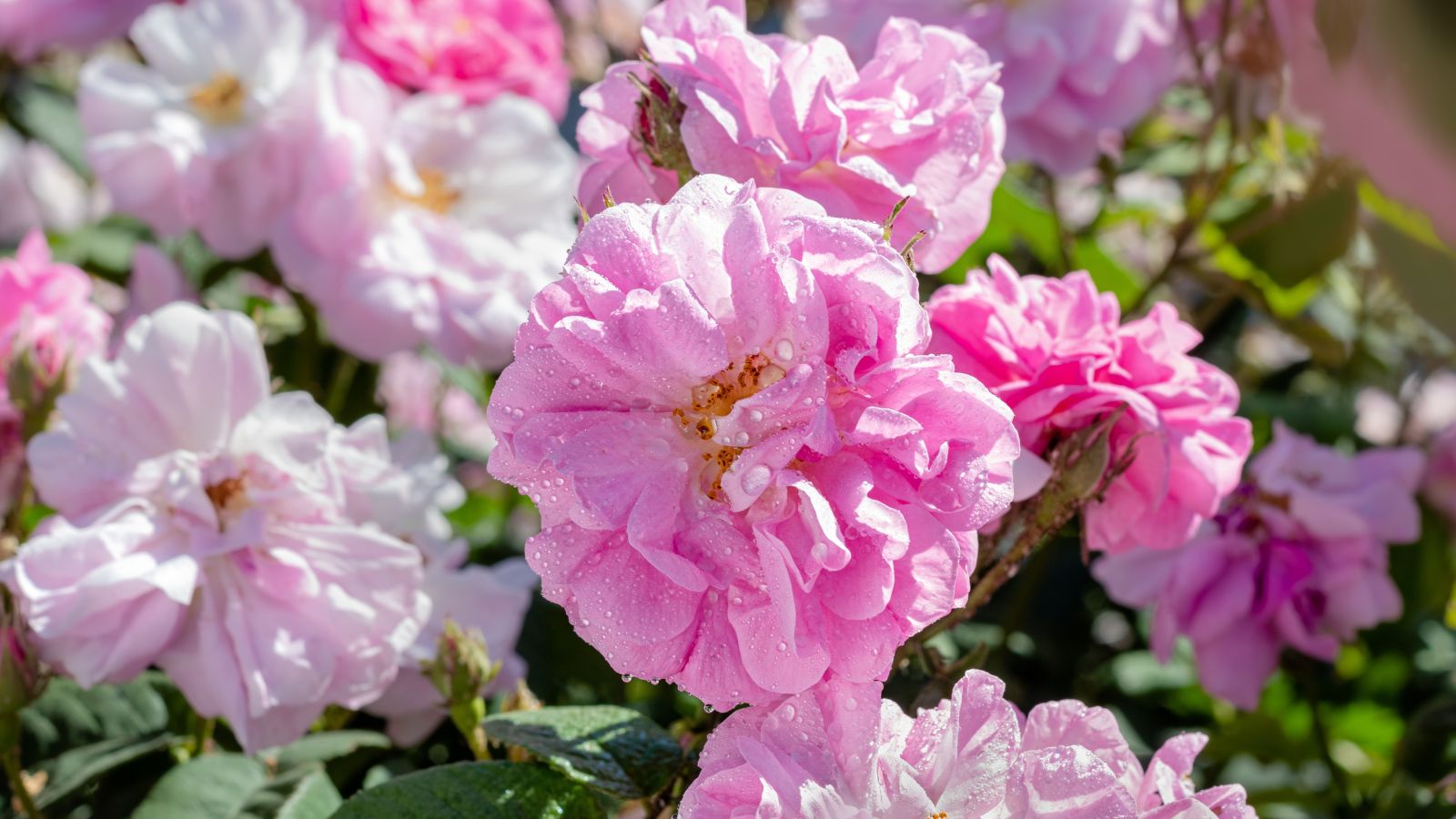 The fitting technique to Plant, Develop, and Care For Autumn Damask Roses