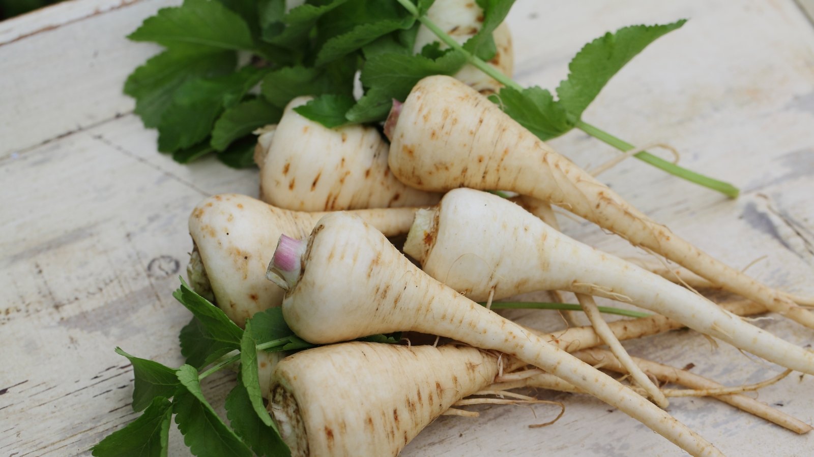 The easiest way to Overwinter Parsnips in 5 Simple Steps