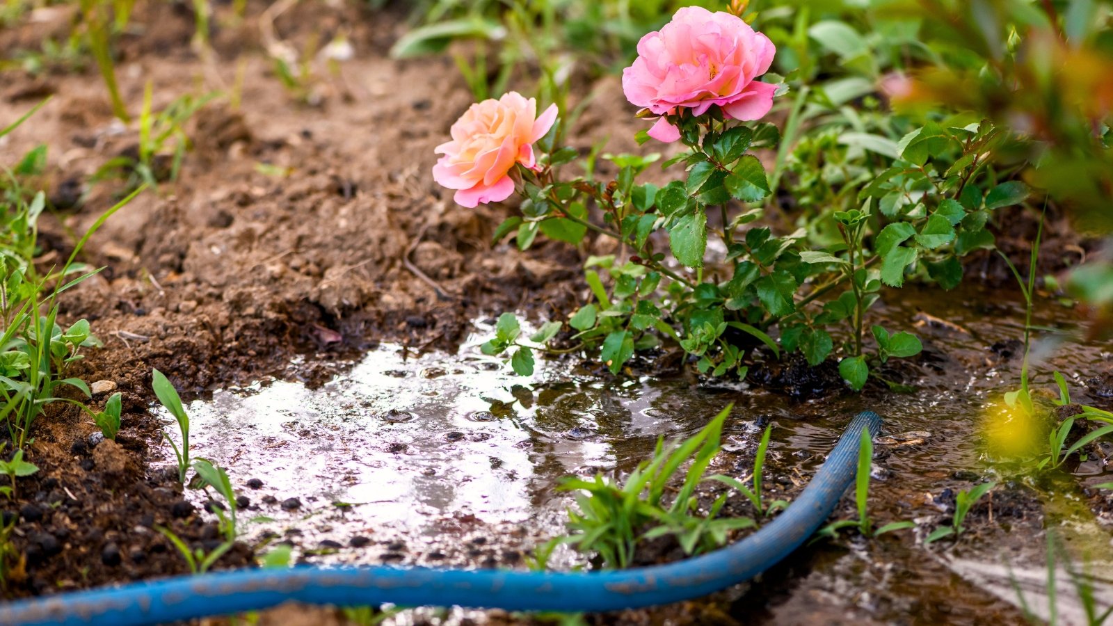 Close-up shot of watering a young Rosa 'Signora' plant in a sunny garden. Water pours from a blue hose lying at the base of the plant, creating a puddle on the soil. Rosa 'Signora', a classic hybrid tea rose, presents a stunning visual spectacle with its large, elegantly shaped blooms. Each flower boasts layers of velvety petals in a delicate shade of pink and peachy-orange at the base.