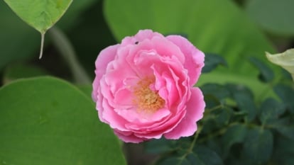 A focused shot of a bright pink flower with layered petals and a yellow inner core