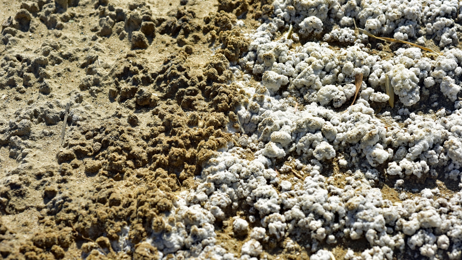 A close-up of soil with a white, crusty salt layer on the surface caused by leaching.
