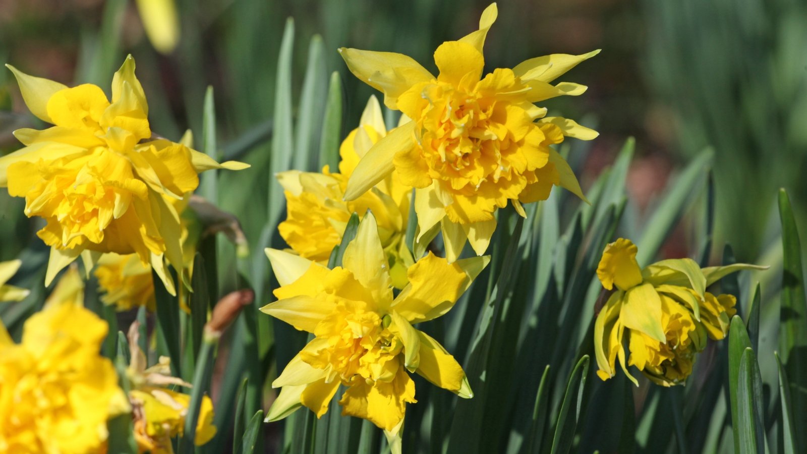 19 Unusual Daffodil Varieties You Can Plant Now