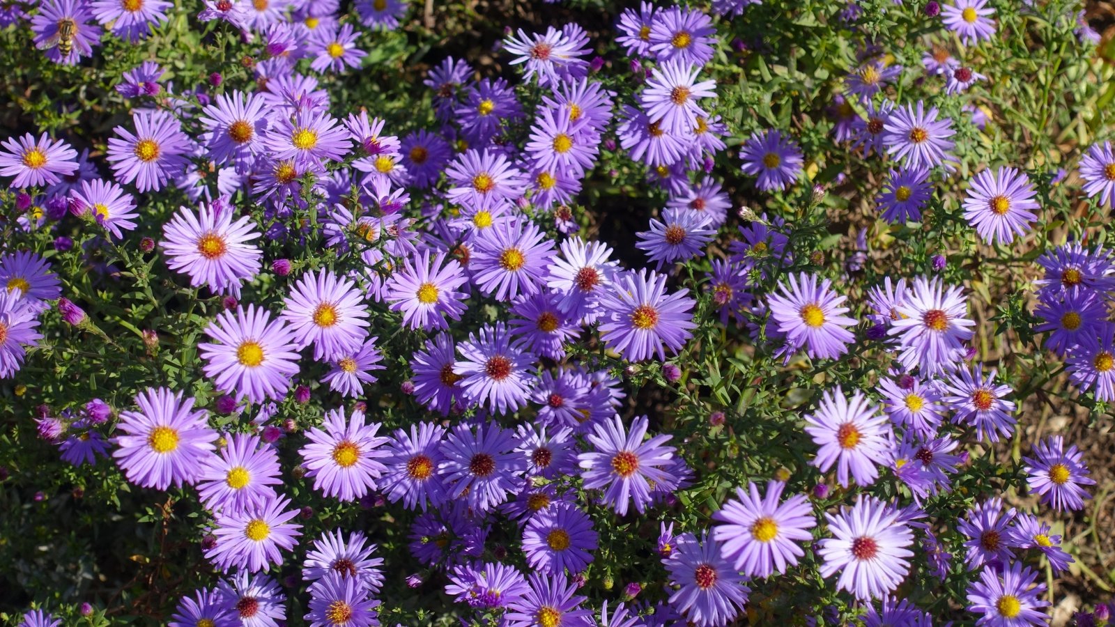 Deep purple flowers with bright yellow centers form a compact, dense mat over small, rich green leaves, creating a vivid contrast.