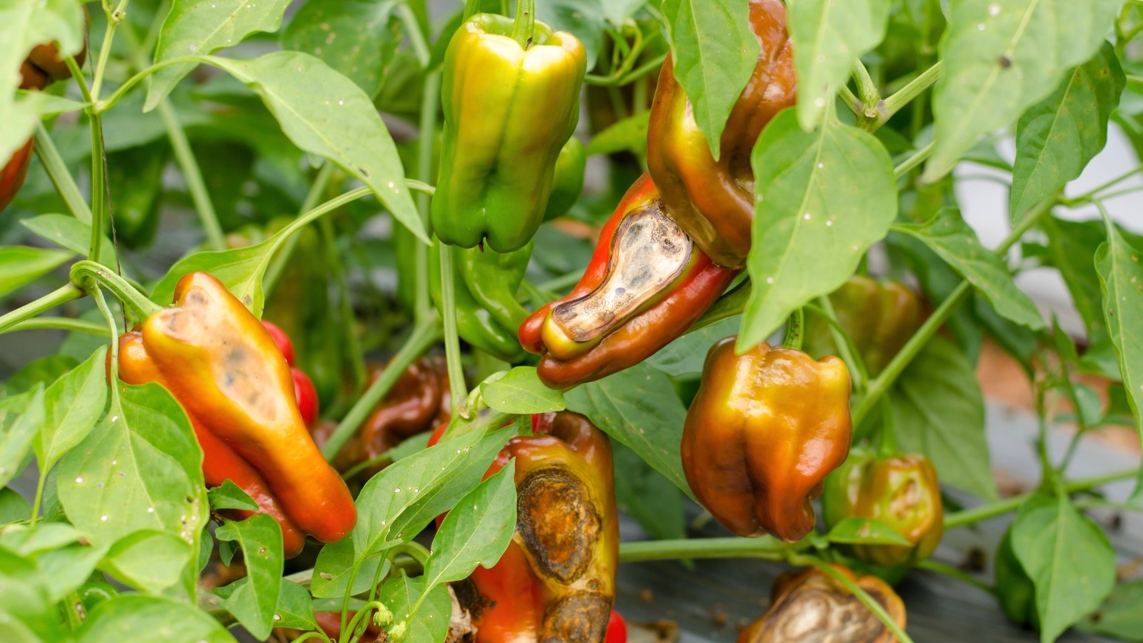 9 Widespread Pepper Diseases to Look forward to This Season