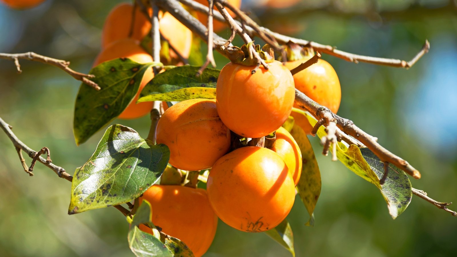 5 Persimmon Tree Illnesses and The easiest way to Cope with Them