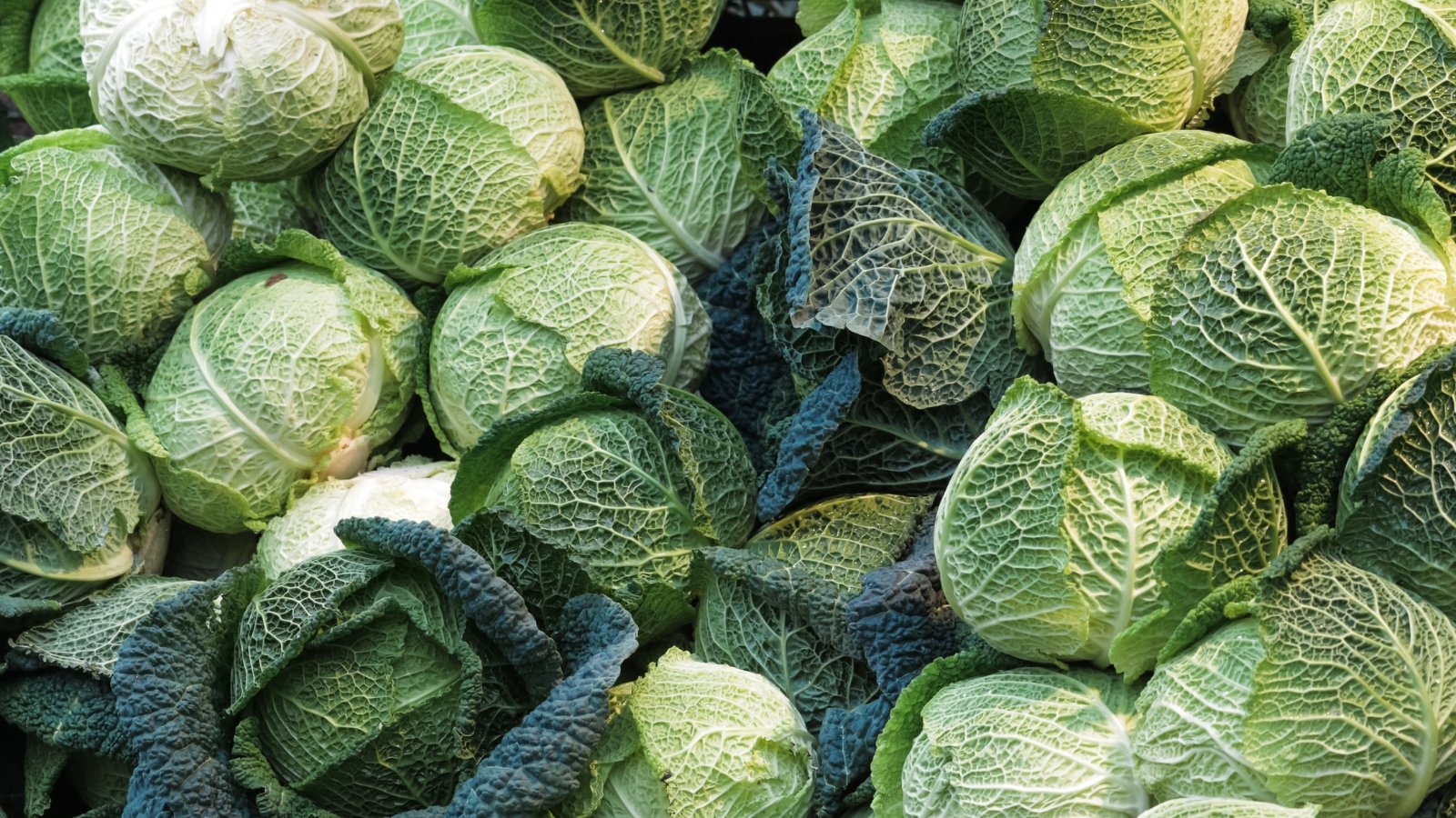 Recommendations on how one can Plant, Develop, and Maintain Savoy Cabbage