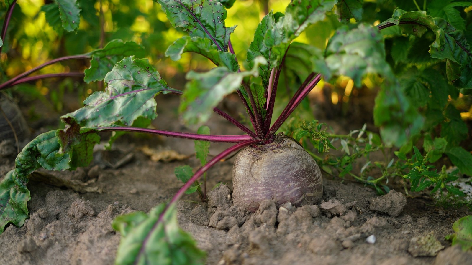 5 Indicators Your Beets are In a position to Harvest