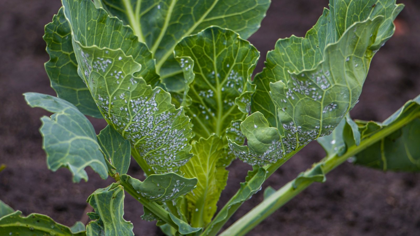 What’s Consuming My Cabbage? 15 Widespread Cabbage Pests