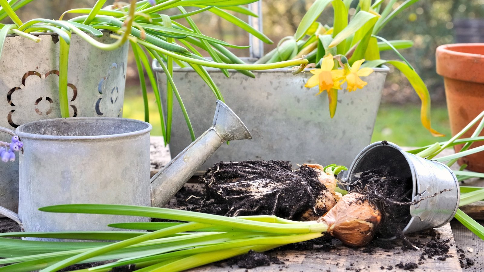 How and When to Divide and Transplant Daffodils