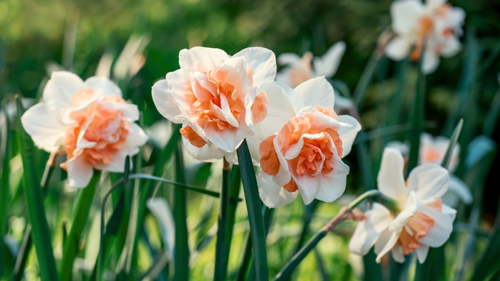 15 Daffodil Varieties With Extra Big Blooms