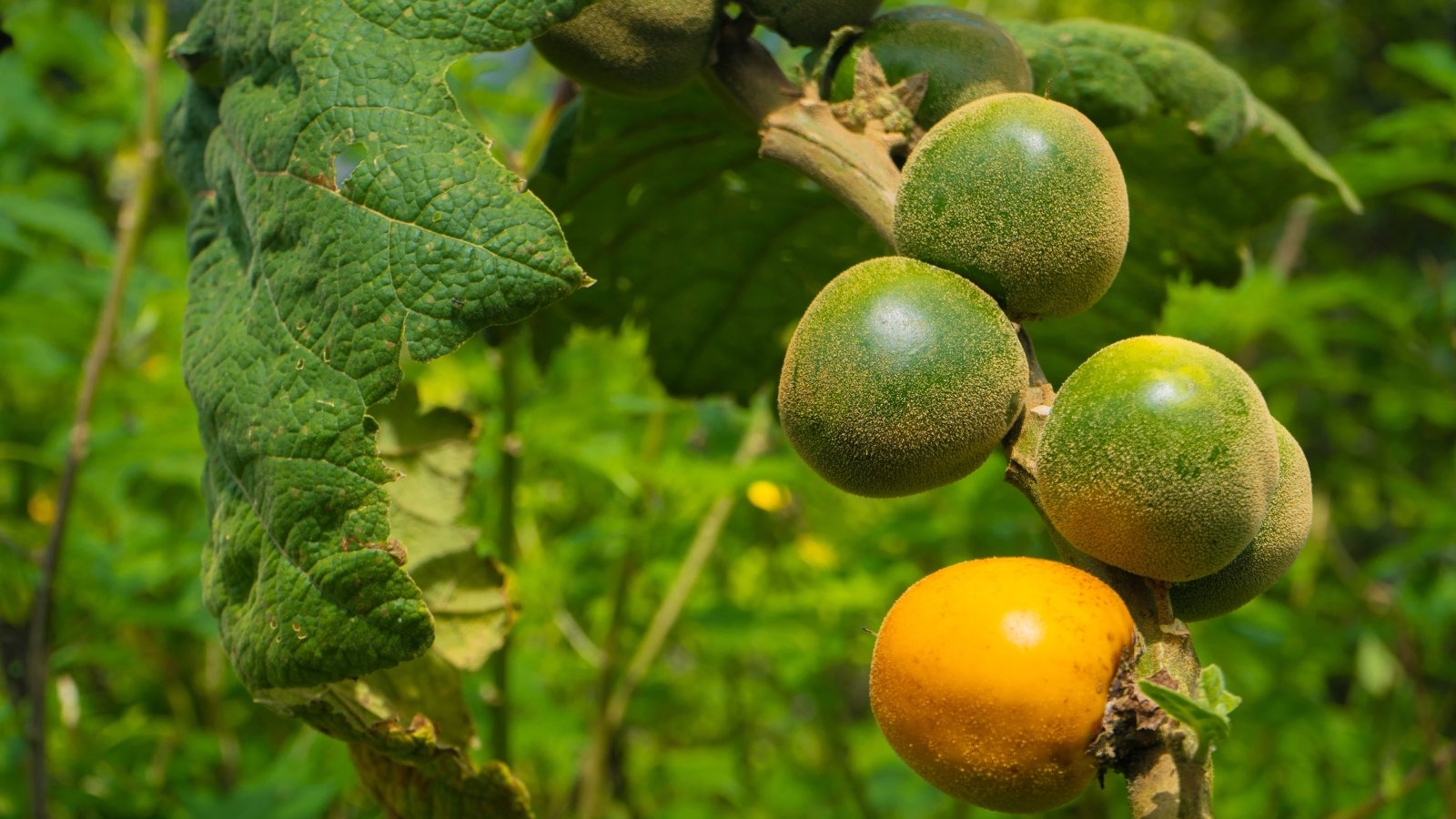 Recommendations on the best way to Plant, Develop, and Take care of Naranjilla (Lulo) Shrubs