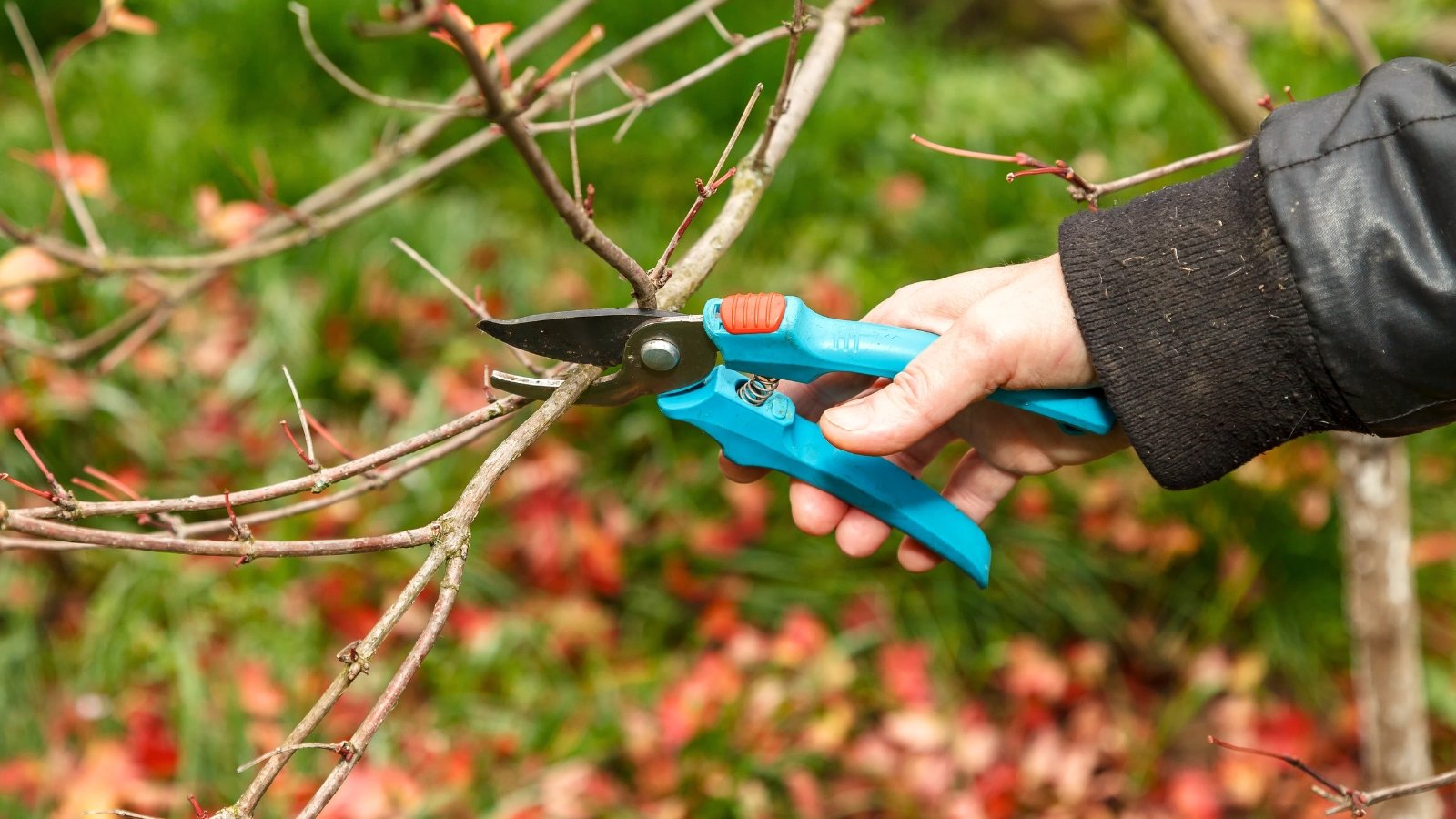 5 Causes You Must Certainly not Prune Your Bushes in Fall