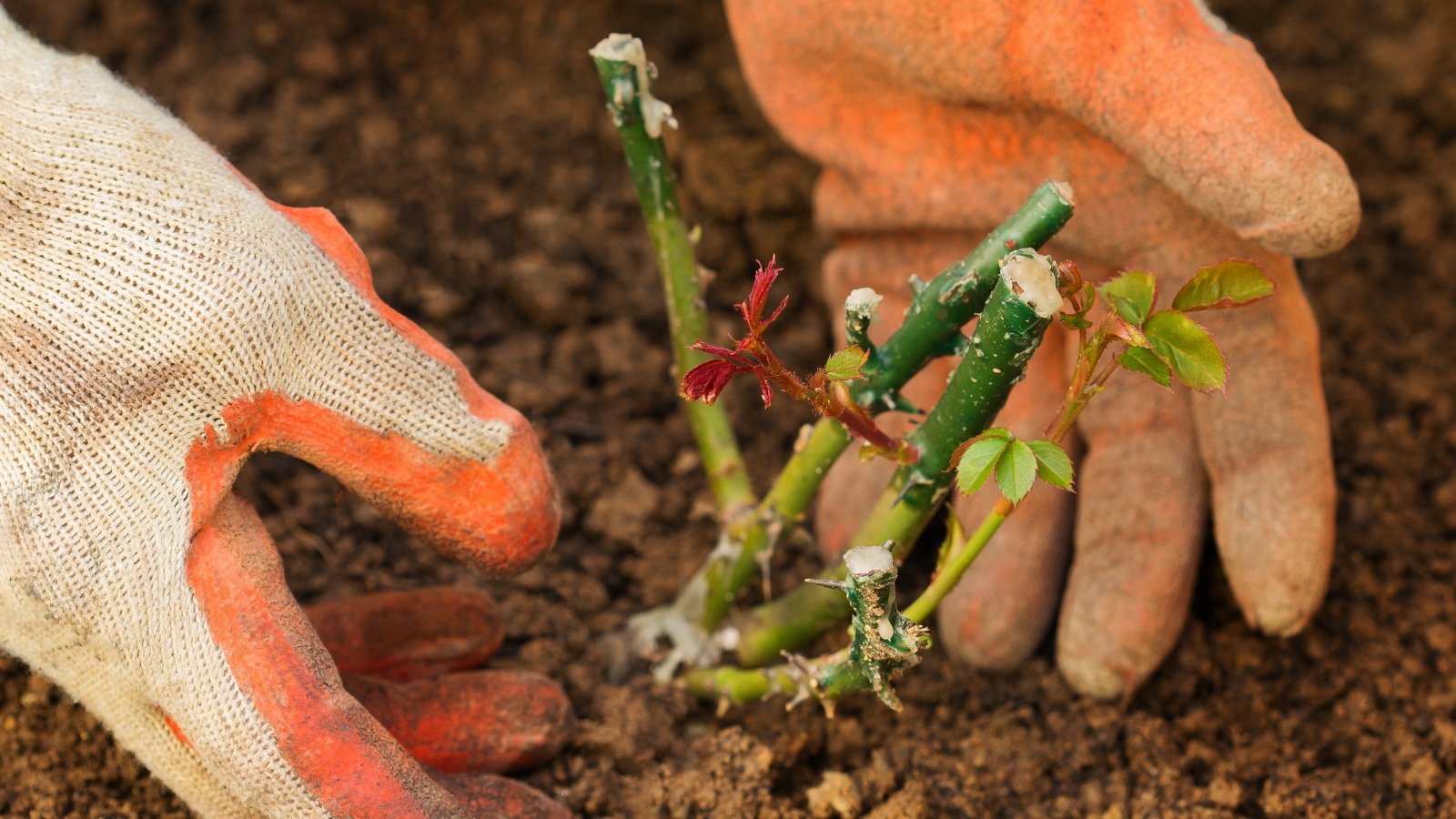 5 Benefits of Planting Roses throughout the Fall