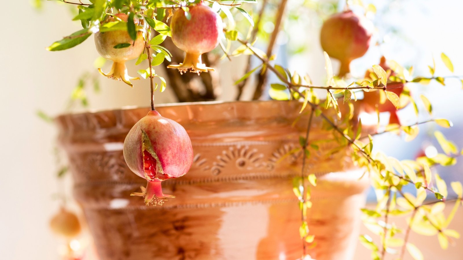 Tips about find out how to Develop Pomegranate Timber in Pots and Containers