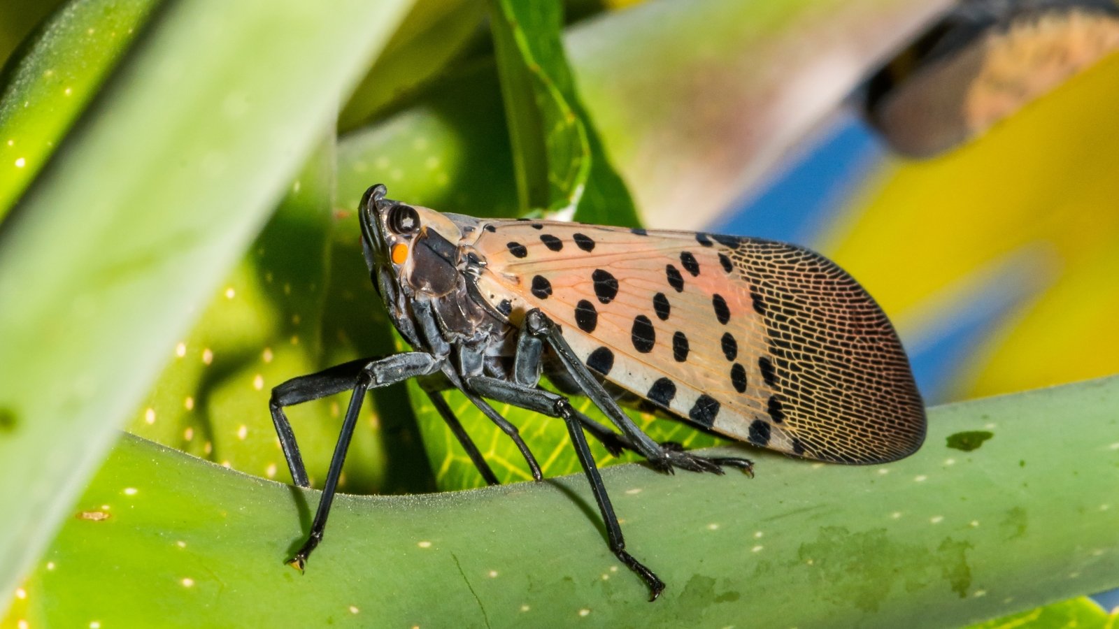 The precise option to ID and Deal with Them throughout the Yard